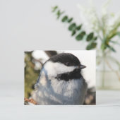 Chickadee 9693 postkarte (Stehend Vorderseite)