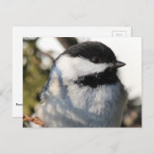 Chickadee 9693 postkarte (Vorne/Hinten)
