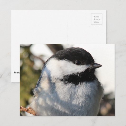 Chickadee 9693 postkarte (Vorne/Hinten)