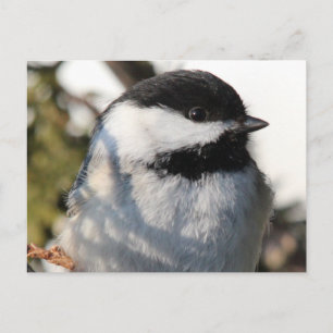 Chickadee 9693 postkarte