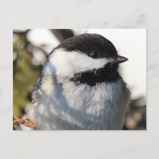 Chickadee 9693 postkarte (Vorderseite)