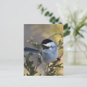 Chickadee_9695 Postkarte (Stehend Vorderseite)
