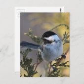 Chickadee_9695 Postkarte (Vorne/Hinten)