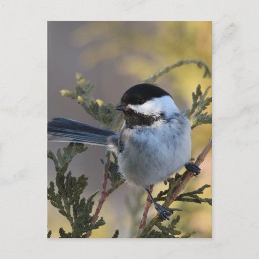 Chickadee_9695 Postkarte (Vorderseite)