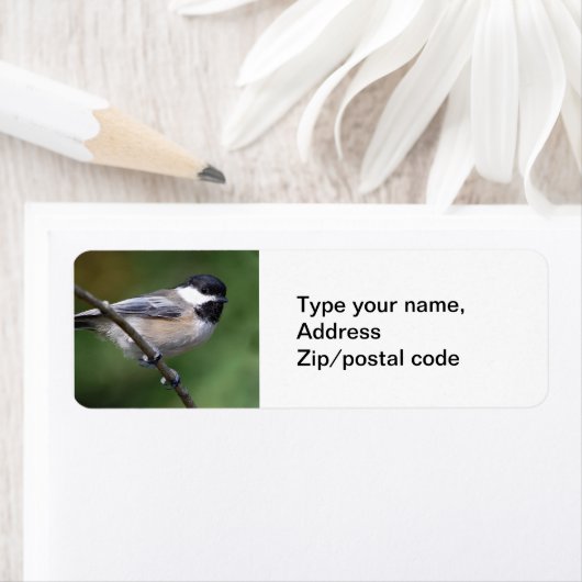 Chickadee an einer Zweigstelle (Insitu)