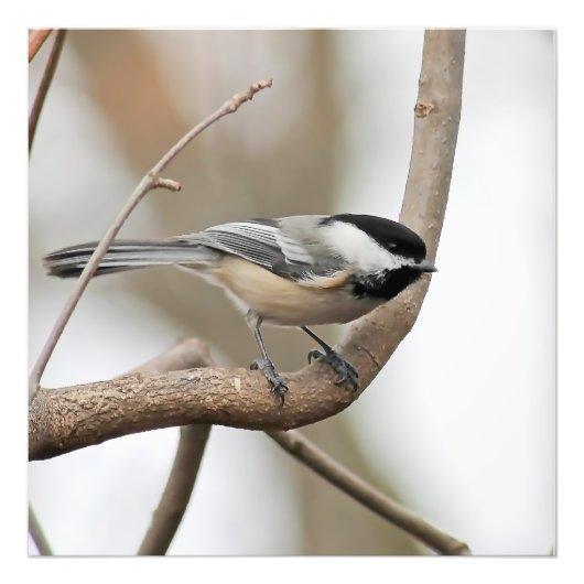 Chickadee an einer Zweigstelle Fotodruck (Vorne)