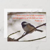 Chickadee auf einer Twig Postkarte (Vorne/Hinten)