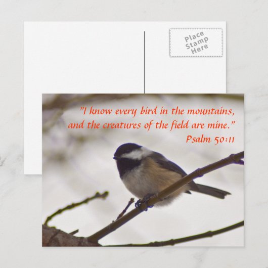 Chickadee auf einer Twig Postkarte (Vorne/Hinten)