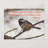 Chickadee auf einer Twig Postkarte (Vorderseite)