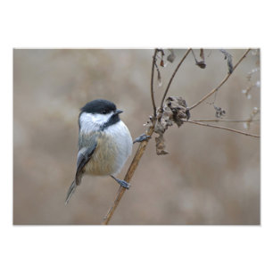 Chickadee auf getrockneter Zweige weiche Neutralna Fotodruck
