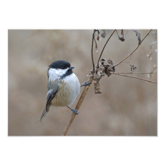 Chickadee auf getrockneter Zweige weiche Neutralna Fotodruck (Vorne)
