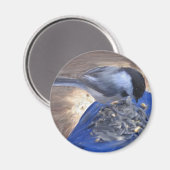 "Chickadee auf meinem Knie" Magnet (Vorderseite/Rückseite)
