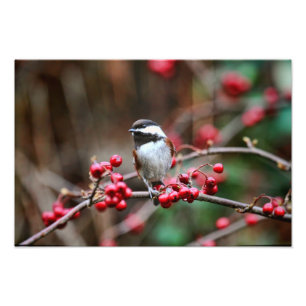 Chickadee auf Niederlassung mit roten Beeren Fotodruck