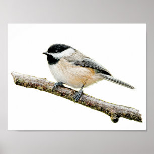Chickadee auf Niederlassung Poster