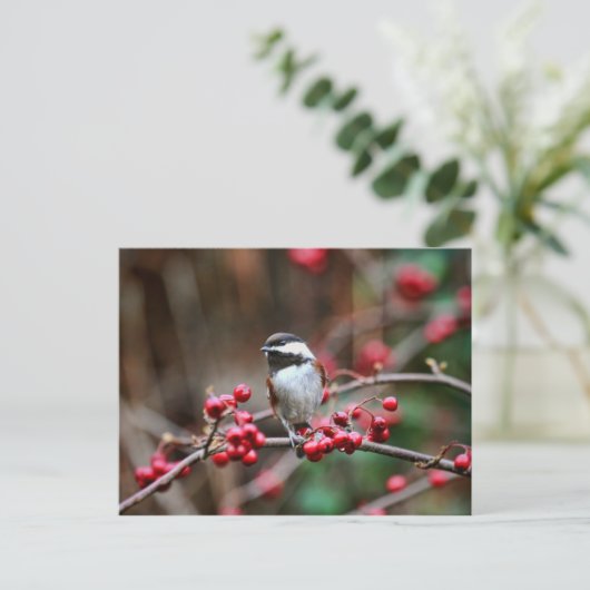 Chickadee auf Zweig mit Roten Bereren Postkarte (Stehend Vorderseite)