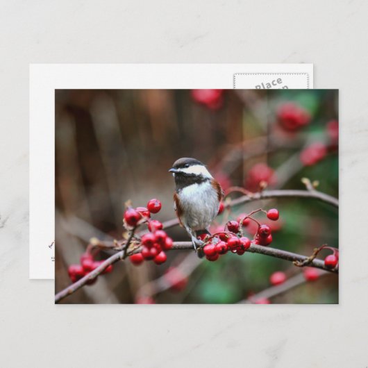 Chickadee auf Zweig mit Roten Bereren Postkarte (Vorne/Hinten)