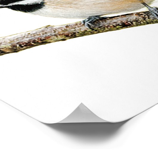 Chickadee auf Zweigniederlassung Poster (Ecke)