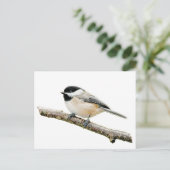 Chickadee auf Zweigniederlassung Postkarte (Stehend Vorderseite)