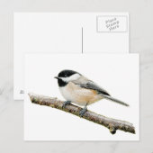 Chickadee auf Zweigniederlassung Postkarte (Vorne/Hinten)