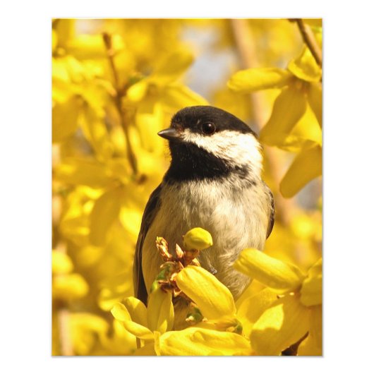 Chickadee Bird in Forsythia Blume Foto Print (Vorne)