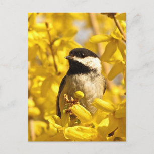 Chickadee Bird in Gelben Blumen Postkarte