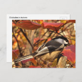 Chickadee Bird in rosa und roten Herbstblättern Postkarte (Vorne/Hinten)