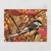 Chickadee Bird in rosa und roten Herbstblättern Postkarte (Vorderseite)