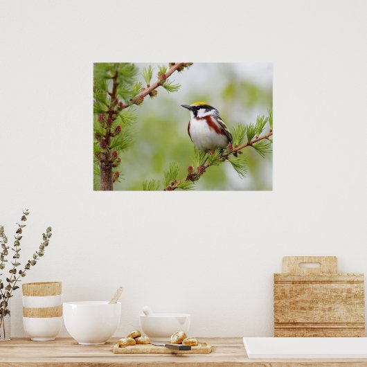 Chickadee Bird Nature Wall Poster (Küche)