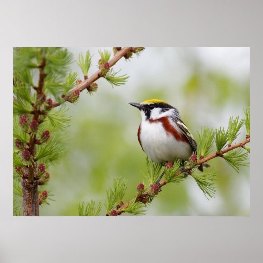 Chickadee Bird Nature Wall Poster (Vorne)