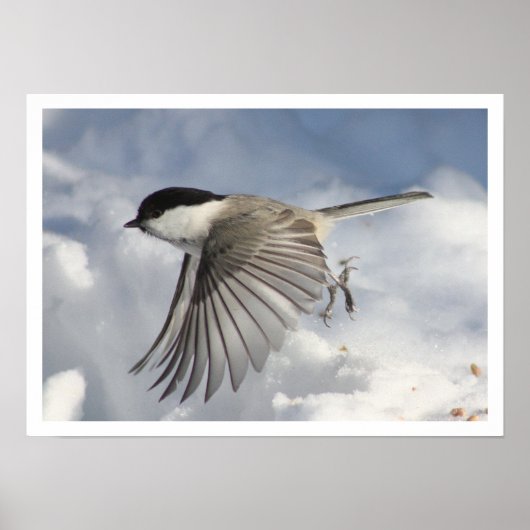 Chickadee Flying Print Poster (Vorne)