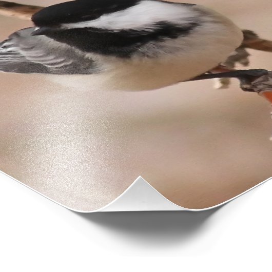 Chickadee Foto Print (Ecke)