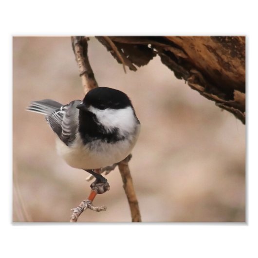 Chickadee Foto Print (Vorne)