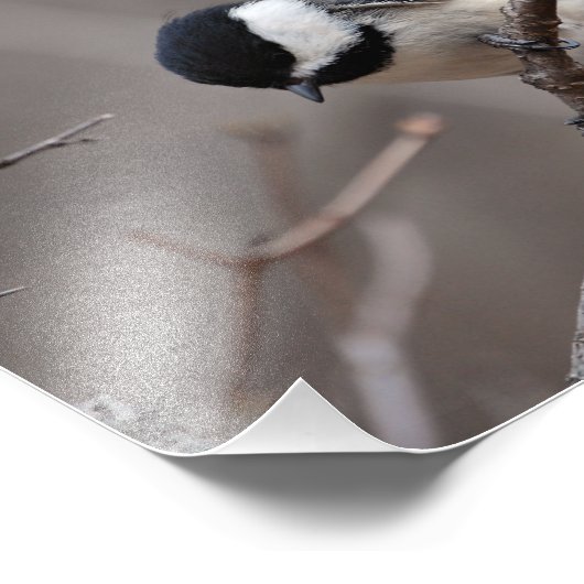 Chickadee Fotodruck (Ecke)