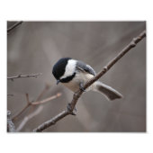 Chickadee Fotodruck (Vorne)