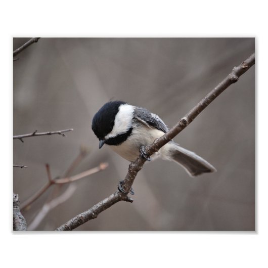 Chickadee Fotodruck (Vorne)