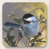 Chickadee Getränkeuntersetzer (Vorderseite)