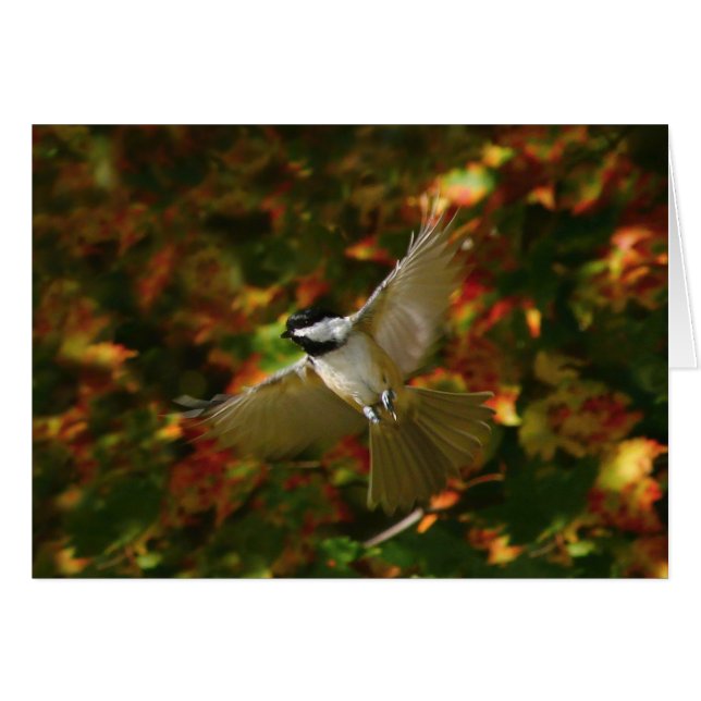 Chickadee im Flug (Vorderseite (Horizontal))