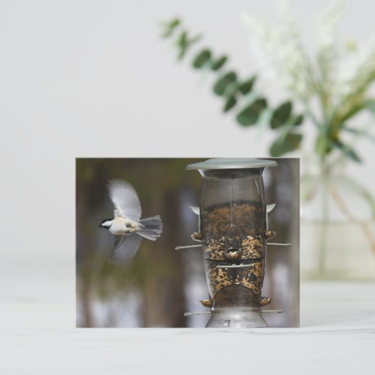 Chickadee im Flug Postkarte (Stehend Vorderseite)