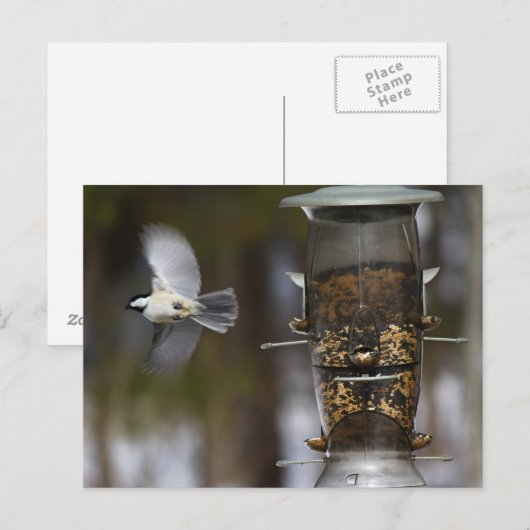 Chickadee im Flug Postkarte (Vorne/Hinten)
