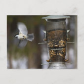Chickadee im Flug Postkarte (Vorderseite)
