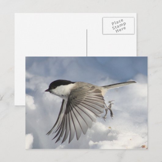 Chickadee im Flug Postkarte (Vorne/Hinten)