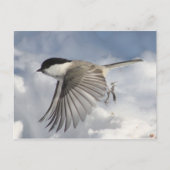 Chickadee im Flug Postkarte (Vorderseite)