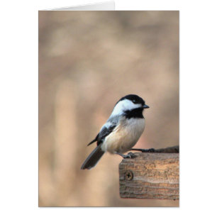 Chickadee im goldenen Licht