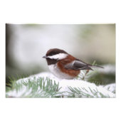 Chickadee im Schnee Fotodruck (Vorne)