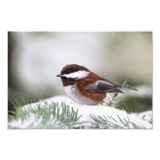 Chickadee im Schnee Fotodruck (Vorne)