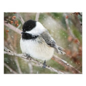 Chickadee im Schneesturm Fotodruck (Vorne)