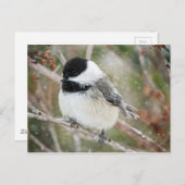 Chickadee im Schneesturm Postkarte (Vorne/Hinten)