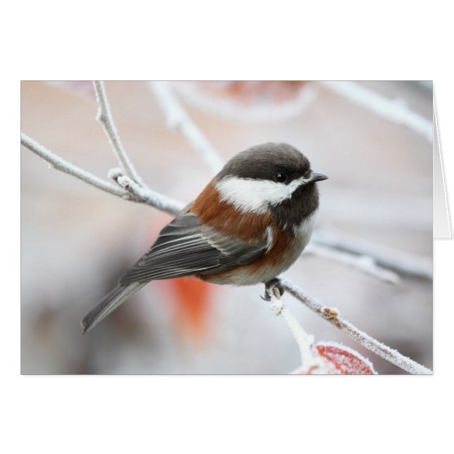 Chickadee im Winter (Vorderseite (Horizontal))