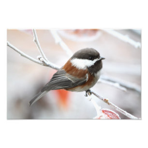 Chickadee im Winter Fotodruck
