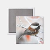 Chickadee im Winter Magnet (Vorderseite/Rückseite)